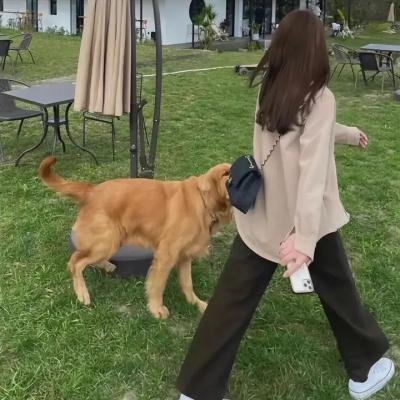 杨光的快乐生活之恋爱先生